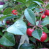 1 DRAM WINTERGREEN LORANN FLAVORING OIL - Image 2